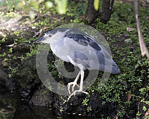 Black-Crowned Night-Heron Bird Stock Photos.  Black-Crowned Night-Heron bird close-up. Profile view. Black-Crowned Night-Heron