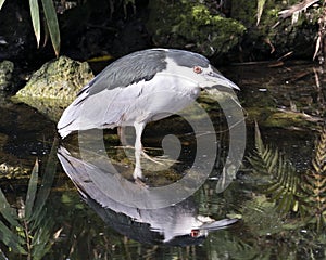 Black-Crowned Night-Heron Bird Stock Photos.  Black-Crowned Night-Heron bird close-up profile view. Black-Crowned Night-Heron bird