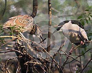 Black-crowned Night Heron bird Stock Photos. Image. Portrait. Picture. Close-up view Adult and juvenile perched. Bokeh background.