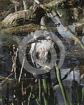 Black Crowned Night Heron Bird Stock Photos. Portrait. Picture. Image. Bathing in water with moss tree branch background