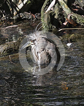 Black Crowned Night Heron Bird Stock Photos. Portrait. Picture. Image. Bathing in water with moss tree branch background