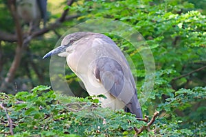 Black Crowned Night Heron Bird On The Tree With Green Leaves Background