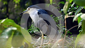 A  Black-crowned night heron at the branch of tree