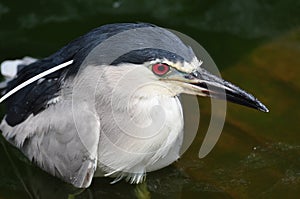 Black-crowned Night Heron close-up