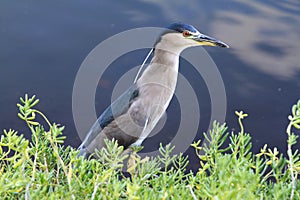 Black Crowned Night Heron