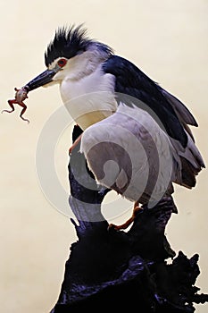 A black-crowned night heron is eating a frog.