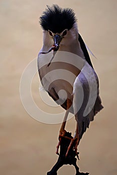 A black-crowned night heron is eating frog.