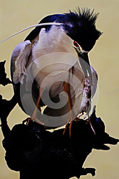 A black-crowned night heron is eating rat.