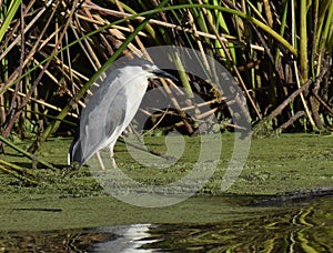 A black-crowned night heron on the edge of Watsonville Slough