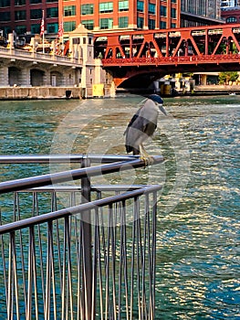 Black-Crowned Night-Heron, an endangered species, is perched on a railing while visiting the Chicago River