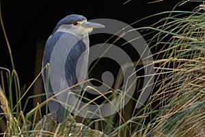 Black-crowned Night-heron in the Falkland Islands