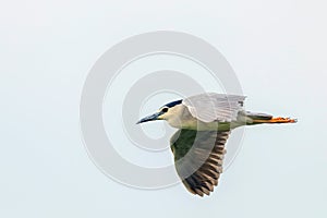 Black Crowned Night Heron in Fight Blue Sky Nycticorax nycticorax