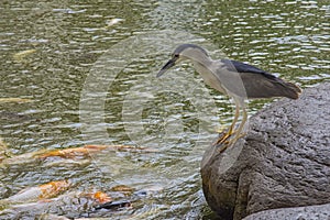 Black crowned night heron fishing in a koi pond