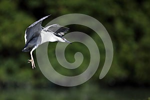 Black-Crowned Night Heron In Flight