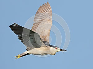 Black-crowned Night Heron in Flight