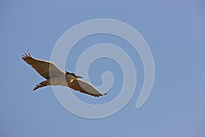 Black-crowned Night-Heron in flight