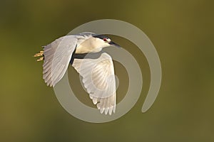 Black-crowned Night Heron in flight