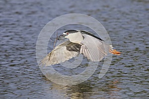 Black-crowned Night Heron in flight over a pond - Venice, Florid
