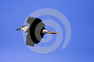 Black-crowned Night Heron Flying   802955