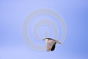 Black-crowned Night Heron Flying   803005