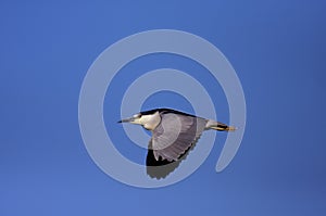 Black-crowned Night Heron Flying   803008