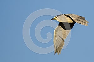 Black-Crowned Night-Heron Flying in a Blue Sky