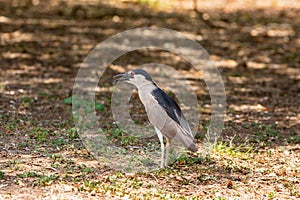 Black-crowned Night Heron on ground