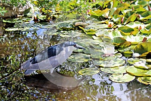 Black-Crowned Night Heron Hunting