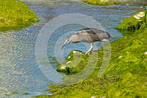 Black-crowned night-heron hunting