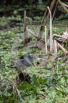 Black-crowned Night Heron hunting in the everglades