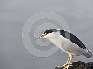 Black Crowned Night Heron Hunting For Fish