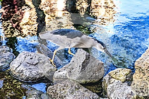 Black Crowned Night Heron Hunting Waikiki Honolulu Hawaii