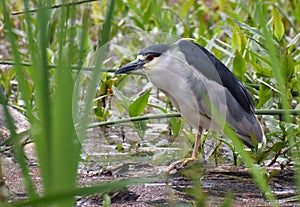 A black-crowned night heron hunts among the reeds photo