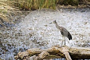 Black-Crowned Night Heron immature