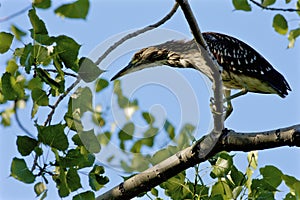 Black-crowned Night Heron Immature    803076