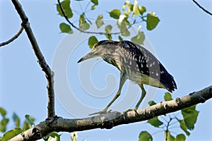 Black-crowned Night Heron Immature    803080