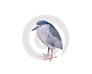 Black-crowned night heron Isolated