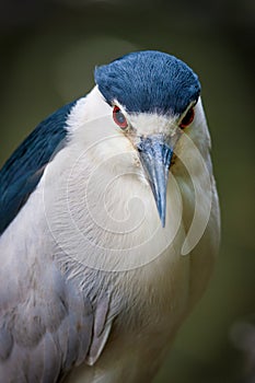 Black-crowned night-heron in Jamaica Bay, Queens,