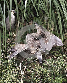 Black crowned Night-heron juvenile bird photos. Juvenile birds close-up profile view looking at the parent bird. Evergreen