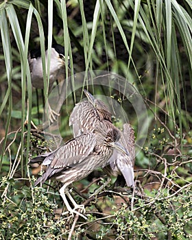 Black crowned Night-heron juvenile bird photos. Juvenile birds close-up profile view looking at the parent bird. Foliage