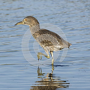 Black-crowned night heron, juvenile foraging