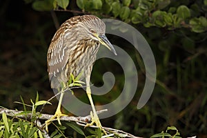 Black-crowned night heron juvenile