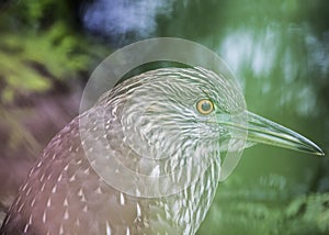 Black-Crowned Night-Heron (Juvenile)