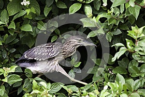 Black-crowned night heron juvenile