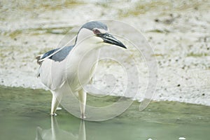 Black-crowned Night Heron