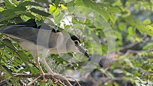 Black-crowned Night-Heron / Night Heron bird