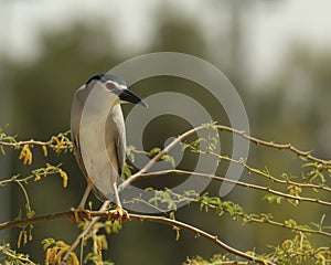 Black-crowned night heron (nycticorax )or black-capped night heron,