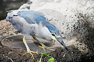 Black Crowned Night Heron