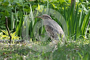 Black-crowned night heron Nycticorax nycticorax