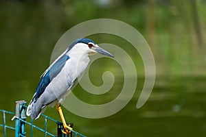 Black-crowned Night Heron or Nycticorax nycticorax